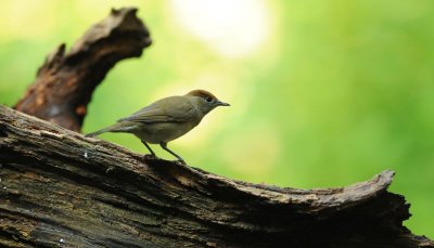 700_7680F zwartkop (Sylvia atricapilla, Eurasian Blackcap).jpg