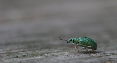 700_7124F groene bladsnuitkever (Phyllobius pomaceus, Nettle Weevil).jpg