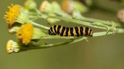 700_1342F rups sint-jacobsvlinder (Tyria jacobaeae, Cinnabar moth).jpg