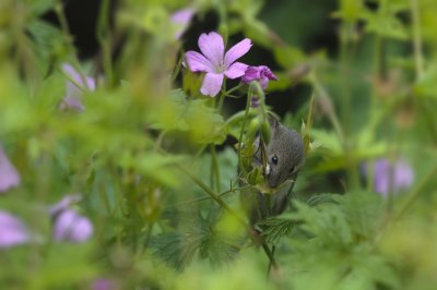 700_0214F huismuis (Mus musculus, House mouse).jpg