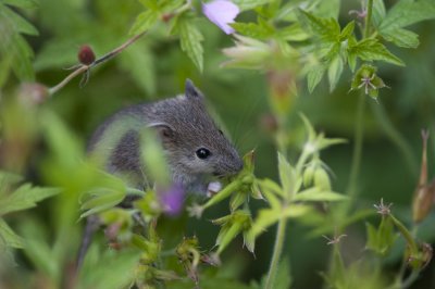 700_0238F huismuis (Mus musculus, House mouse).jpg