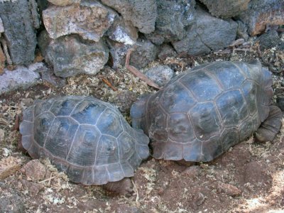 IMG_0002F Galapagos reuzenschildpad (Geochelone elephantopus,Galapagos Giant Tortoise).jpg