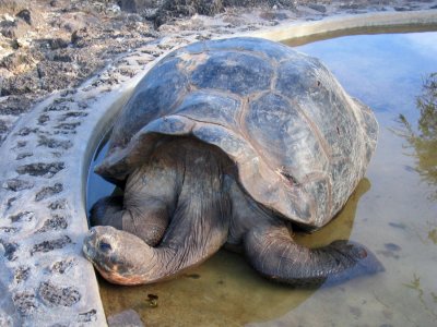 IMG_0011F Galapagos reuzenschildpad (Geochelone elephantopus,Galapagos Giant Tortoise).jpg
