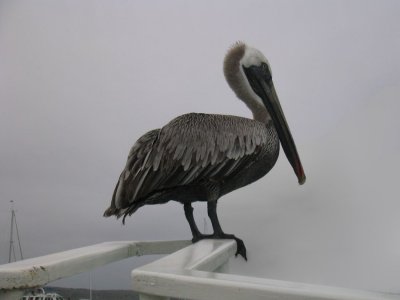 IMG_0020F Galapagos bruine pelikaan (Pelecanus occidentalis, Brown Pelican).jpg