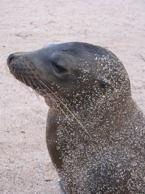 IMG_0067F Galapagos zeeleeuw (Zalophus wollebaeki, Galapagos Sea Lion).jpg