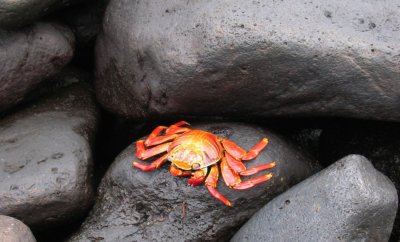 IMG_0482F rode rotskrab (Grapsus grapsus, Sally Lightfoot Crab).jpg