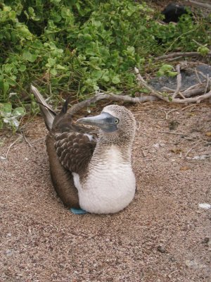 IMG_0498 Galapagos blauwvoetige Jan-van-Gent (Sula nebouxii, Blue-footed Booby).JPG