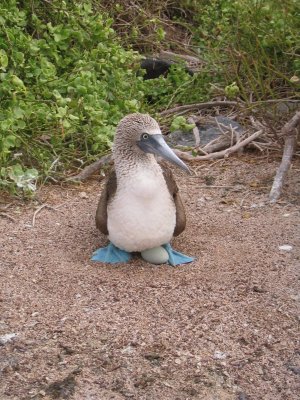 IMG_0511 Galapagos blauwvoetige Jan-van-Gent (Sula nebouxii, Blue-footed Booby).JPG