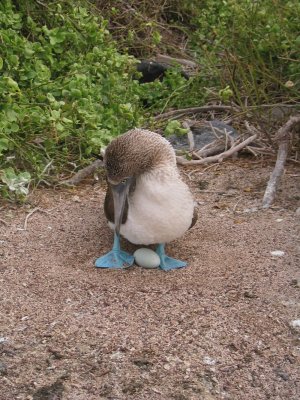 IMG_0512 Galapagos blauwvoetige Jan-van-Gent (Sula nebouxii, Blue-footed Booby).JPG
