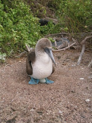 IMG_0513 Galapagos blauwvoetige Jan-van-Gent (Sula nebouxii, Blue-footed Booby).JPG
