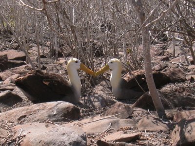IMG_0537F Galapagosalbatros (Diomedea irrorata, Waved Albatross).jpg
