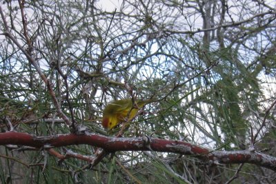IMG_0565F Gele Zanger (Dendroica petechia aureola, Yellow Warbler).jpg