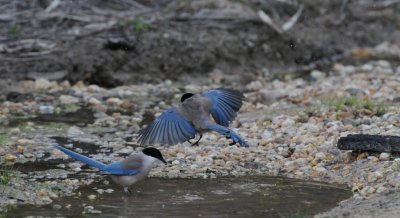 300_6770F blauwe ekster (Azure-winged Magpie, Cyanopica cyana).jpg