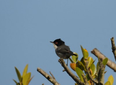 300_7530F kleine zwartkop (Sylvia melanocephala, Sardinian Warbler).jpg
