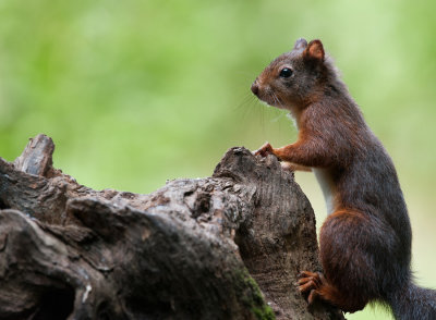 700_2570F rode eekhoorn (Sciurus vulgaris, Red squirrel).jpg