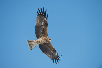 D40_6061 oostelijke zwarte wouw (Milvus migrans lineatus, Black-eared kite).jpg