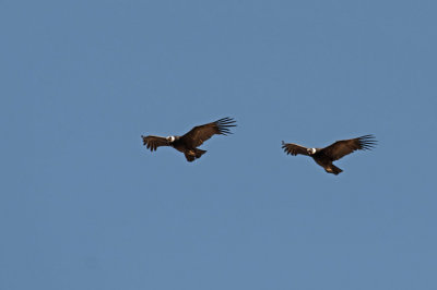 c300_5496G andescondor (Vultur gryphus, Andean condor).jpg
