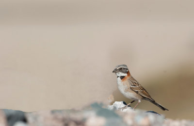 c700_5176F roodkraagmus (Zonotrichia capensis, Rufous-collared Sparrow).jpg