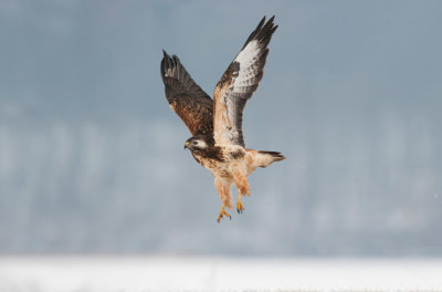 700_9922F buizerd (Buteo buteo, Buzzard).jpg