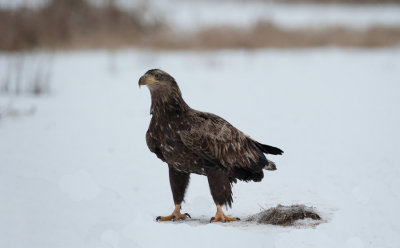 700_0130F zeearend (Haliaeetus albicilla, White-tailed sea eagle).jpg