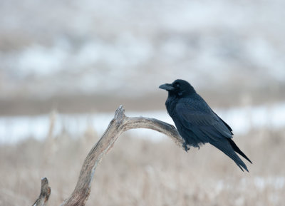 700_0330F raaf (Corvus corax, Northern raven).jpg