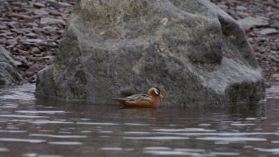 2 160F rosse franjepoot (Phalaropus fulicarius, Red Phalarope).jpg