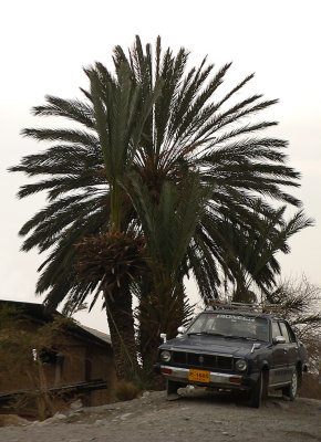 A Palm tree and an old Corolla (from 70's) - 427.jpg