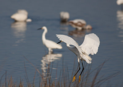 Snowy Egret