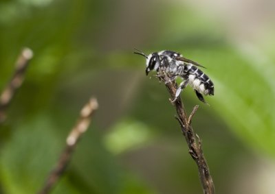 White Faced Bee