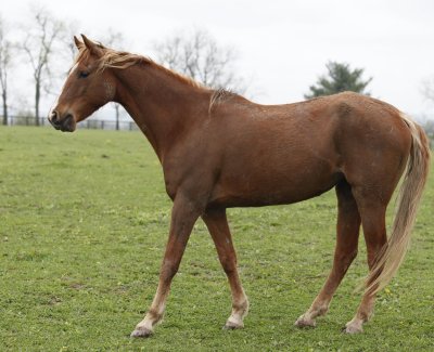 4811   I'm A New Linda (I'm A New Yorker x Callaway's Belinda)  Foaled 2005