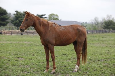 4818    ? small star.  right hind ankle.  left hind sock. back pasture.