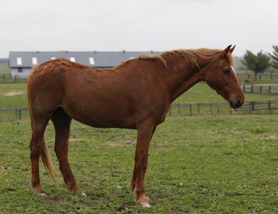 4821   ? star-strip.  huge body.  back pasture.