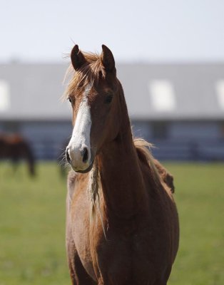 4845-2 3 Year Old Mare By I'm A New Yorker x a daughter of Arrowhead Chief and a Yorktown daughter.
