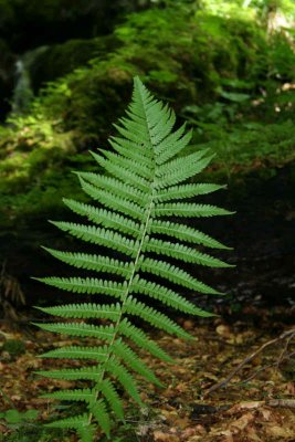 Fern