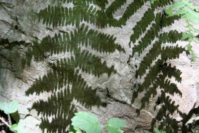 Ferns shadow