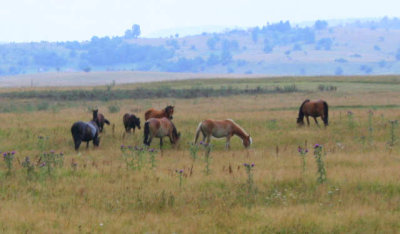 Bosnia landscape