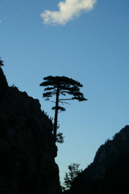 Durmitor Pine