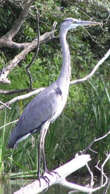 Grey Heron link