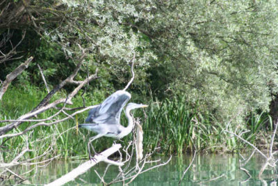 Grey Heron