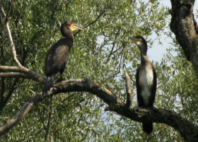 Cormorans