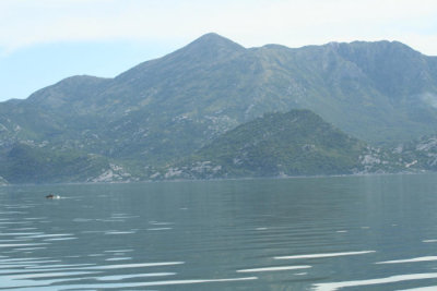 Skadarsko lake