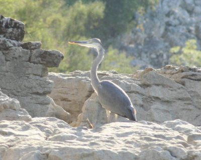 Grey Heron