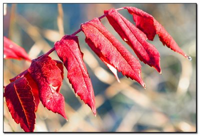 sumac_01.jpg