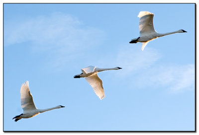swans_01.jpg
