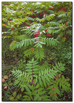 Sumac_02.jpg