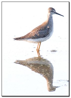 Wader_01.jpg