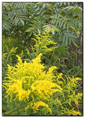Yellow_01.jpg