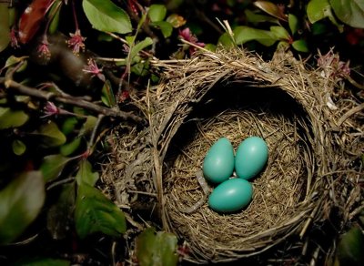 eggs_01.jpg