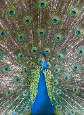 peacock_01.jpg