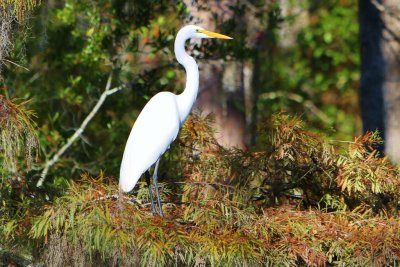 Afternoon boat ride up the Tchefuncte River